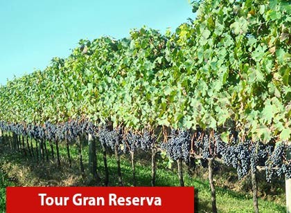 Tour Gran Reserva - Vale dos Vinhedos